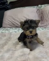Lippy  #1, a female Yorkshire Terrier for sale in Merced, CA – 1 of 3