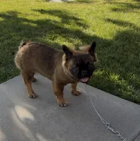 Stella Rosi , a female French Bulldog for sale in Merced, CA – 1 of 6