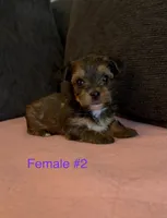 Gracie 2, a female Yorkshire Terrier for sale in Merced, CA – 5 of 7