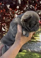 Blue Male 2, a male French Bulldog for sale in Merced, CA – 1 of 6