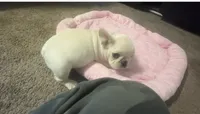 Cream Female, a female French Bulldog for sale in Merced, CA – 6 of 6