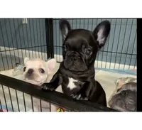 Nova Blue Male, a male French Bulldog for sale in Merced, CA – 2 of 3
