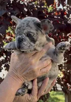Merle Male, a male French Bulldog for sale in Merced, CA – 2 of 6