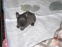 Nova Blue Female, a female French Bulldog for sale in Merced, CA – 3 of 3