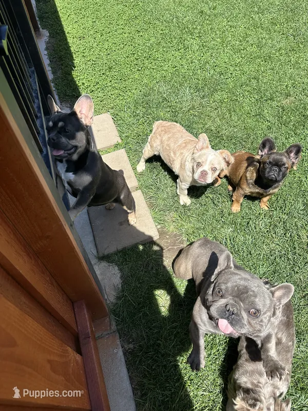 Gabbie AKC – French Bulldog puppy for sale in Merced, CA