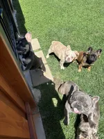 Gabbie AKC, a female French Bulldog for sale in Merced, CA – 1 of 2