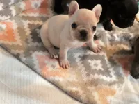 Nova Cream Female, a female French Bulldog for sale in Merced, CA – 2 of 4