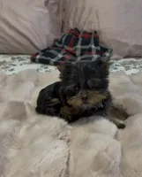 Lippy#3, a female Yorkshire Terrier for sale in Merced, CA – 2 of 3