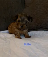 Grace 4, a male Yorkshire Terrier for sale in Merced, CA – 6 of 7