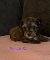 Gracie 2, a female Yorkshire Terrier for sale in Merced, CA – 7 of 7