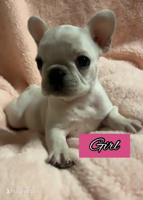 Nova Cream Female – French Bulldog puppy for sale in Merced, CA