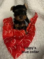 Lippy Blue Collar, a male Yorkshire Terrier for sale in Merced, CA – Photo 1 of 2