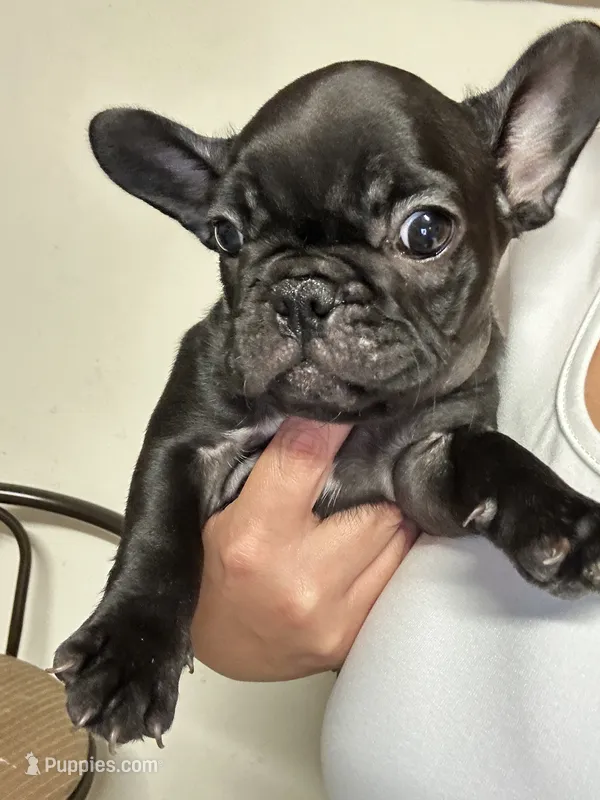 Nova Black Female – French Bulldog puppy for sale in Merced, CA
