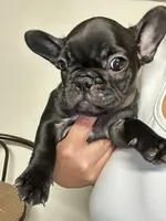 Nova Black Female, a female French Bulldog for sale in Merced, CA – 1 of 4