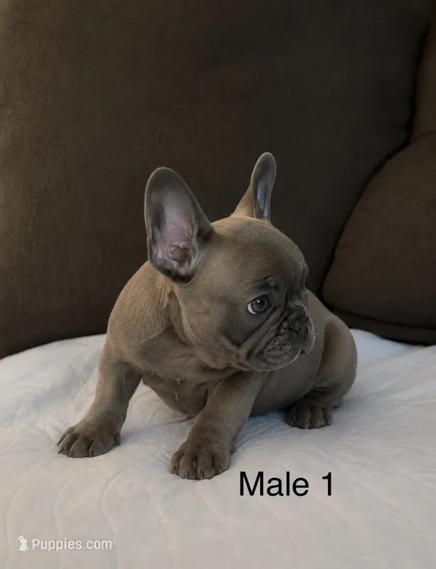 Blue Male 1 – French Bulldog puppy for sale in Merced, CA