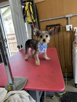 Max, a male Yorkshire Terrier for sale in Merced, CA – 4 of 4