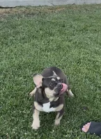 Kilian, a female French Bulldog for sale in Merced, CA – 6 of 6