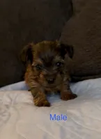 Grace 4, a male Yorkshire Terrier for sale in Merced, CA – 5 of 7