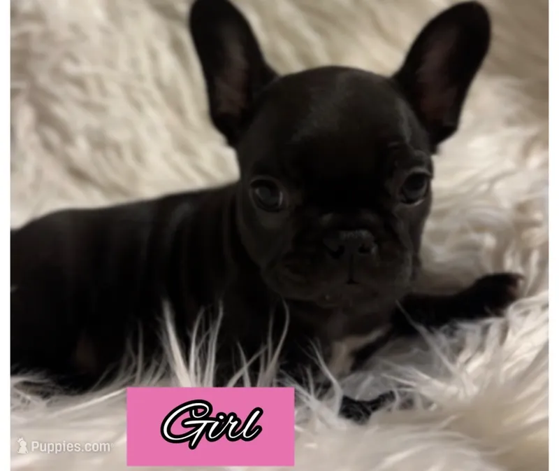 Nova Black Female – French Bulldog puppy for sale in Merced, CA