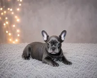 Blue Male 2, a male French Bulldog for sale in Merced, CA – 4 of 5