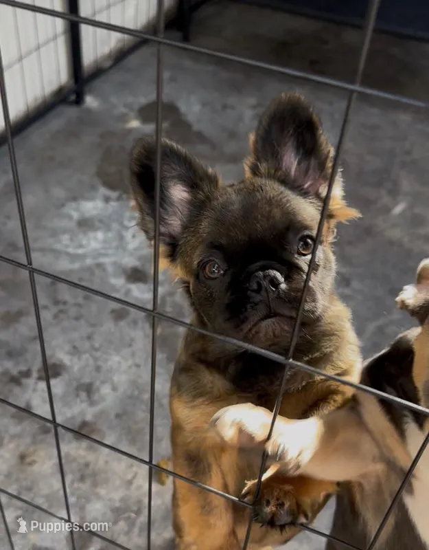 AKC Stella Rosi – French Bulldog puppy for sale in Merced, CA