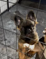 AKC Stella Rosi, a female French Bulldog for sale in Merced, CA – Photo 1 of 3