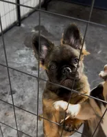 AKC Stella Rosi, a female French Bulldog for sale in Merced, CA – Photo 3 of 3