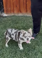 Stormy, a female French Bulldog for sale in Merced, CA – 5 of 10