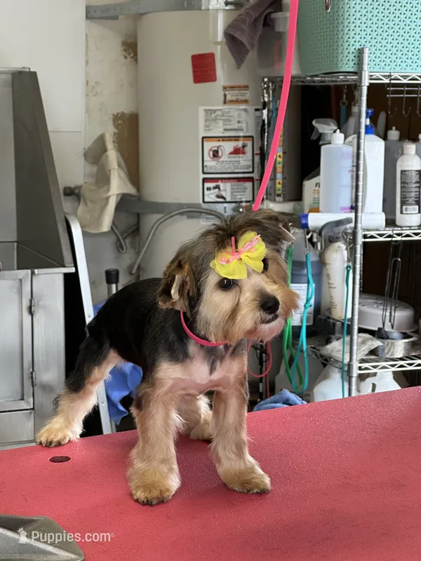 Meeka – Yorkshire Terrier puppy for sale in Merced, CA