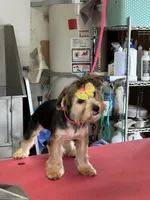 Meeka, a female Yorkshire Terrier for sale in Merced, CA – 1 of 3