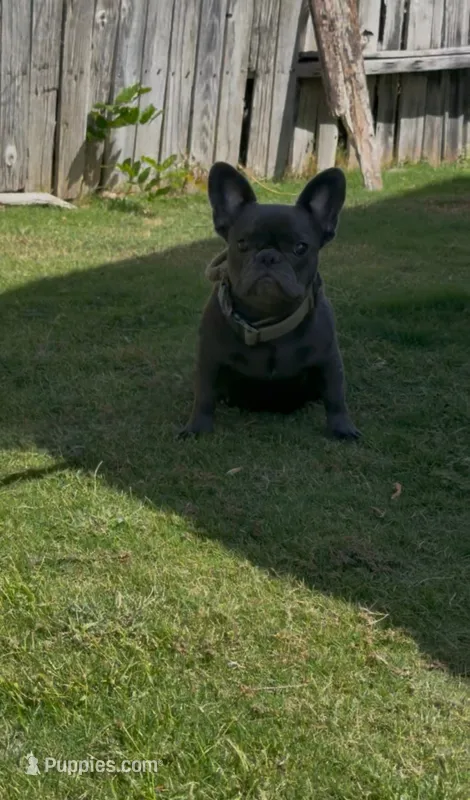 Khali  – French Bulldog puppy for sale in Merced, CA