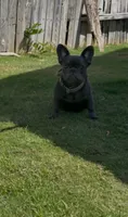 Khali , a female French Bulldog for sale in Merced, CA – 1 of 4