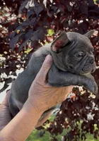 Blue Male 1, a male French Bulldog for sale in Merced, CA – 3 of 6