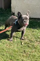 Khloe, a female French Bulldog for sale in Merced, CA – 4 of 4