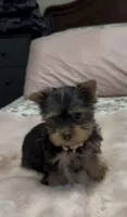 Lippy#4, a female Yorkshire Terrier for sale in Merced, CA – 4 of 4