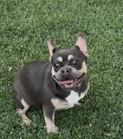 Kilian, a female French Bulldog for sale in Merced, CA – 5 of 6