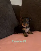 Gracie 3, a female Yorkshire Terrier for sale in Merced, CA – 5 of 8