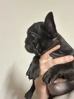 Nova Black Female, a female French Bulldog for sale in Merced, CA – 3 of 4