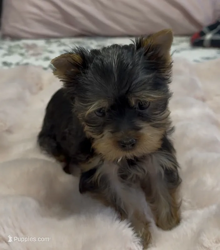 Lippy#4 – Yorkshire Terrier puppy for sale in Merced, CA