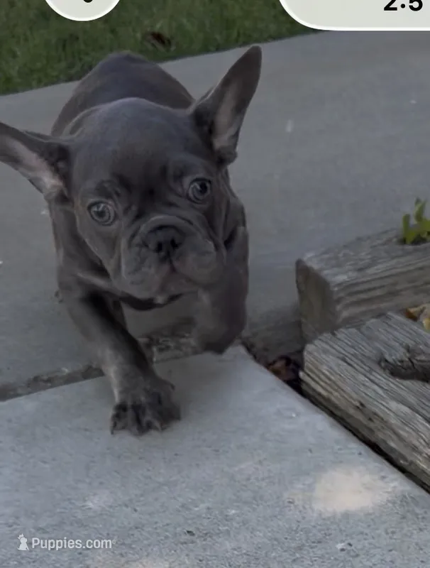 Blue Male 2 – French Bulldog puppy for sale in Merced, CA
