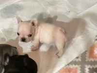 Nova Cream Female, a female French Bulldog for sale in Merced, CA – 4 of 4