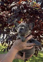 Blue Male 1, a male French Bulldog for sale in Merced, CA – 4 of 6