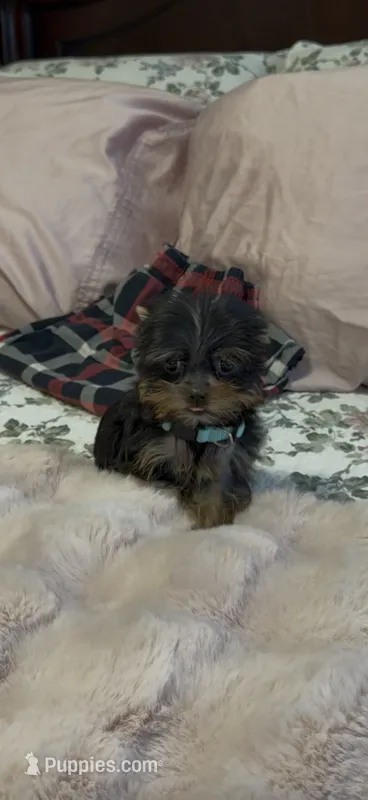 Lippy#3 – Yorkshire Terrier puppy for sale in Merced, CA