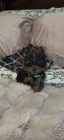 Lippy#3, a female Yorkshire Terrier for sale in Merced, CA – 1 of 3