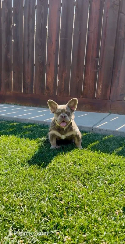 Teddy Gramz AKC – French Bulldog puppy for sale in Merced, CA