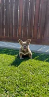 Teddy Gramz AKC, a male French Bulldog for sale in Merced, CA – 1 of 5