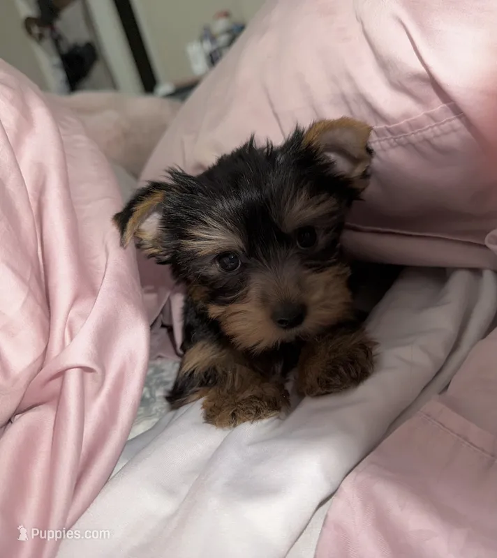 Gracie 1 – Yorkshire Terrier puppy for sale in Merced, CA