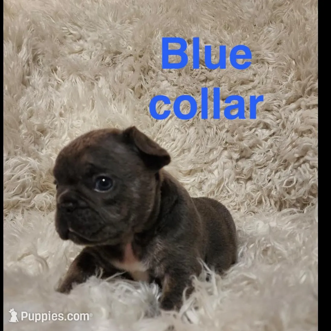 Blue collar male, a male French Bulldog for sale in Merced, CA – Photo 2 of 2