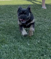 Bluebelle, a female French Bulldog for sale in Merced, CA – 2 of 5