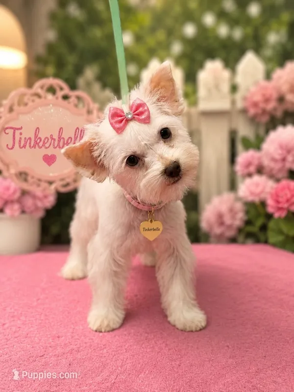 Tinkerbelle – Yorkshire Terrier puppy for sale in Merced, CA